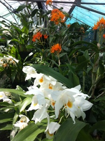 Orange cattleyas and white coelogyne orchids in flower in Orchid Paradise